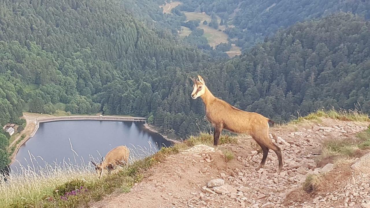 Naturezenkota Mittlach Eksteriør bilde